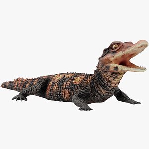 3D crocodile