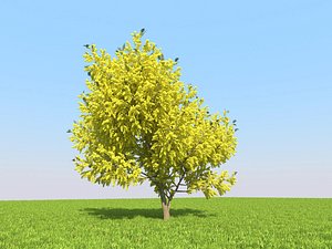realistic acacia tree 3D model