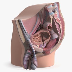 3D Human Male Pelvis Anatomy Section Model