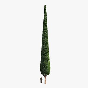 Cypress 20 meters 3D