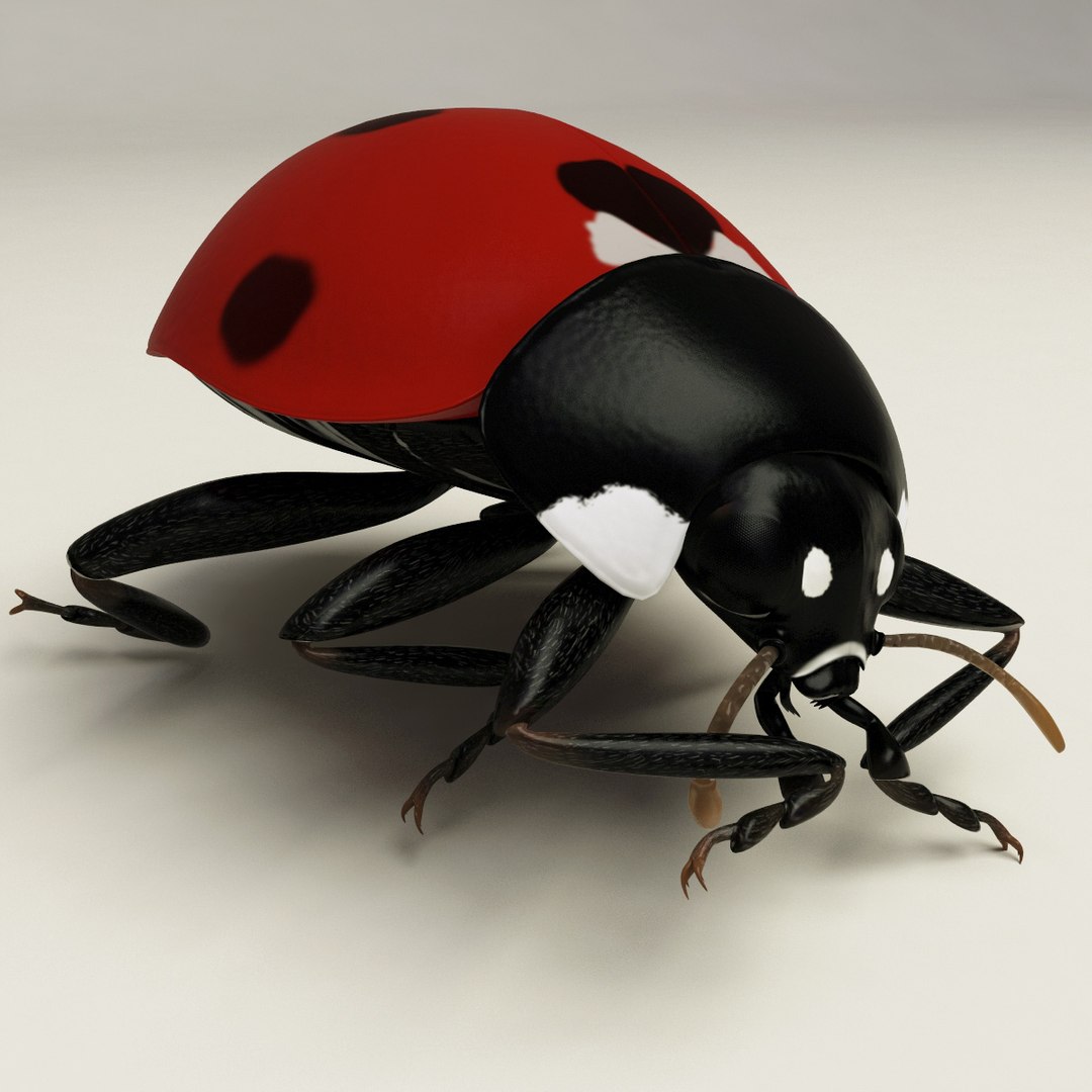 3d coccinella septempuctata ladybug model https://p.turbosquid.com/ts-thumb/aF/oDsiE2/1ObhkFur/coccinella_septempuctata_32/jpg/1307711732/1920x1080/fit_q87/6d2e3114aebee19c7915b6bd1553e703fd014418/coccinella_septempuctata_32.jpg