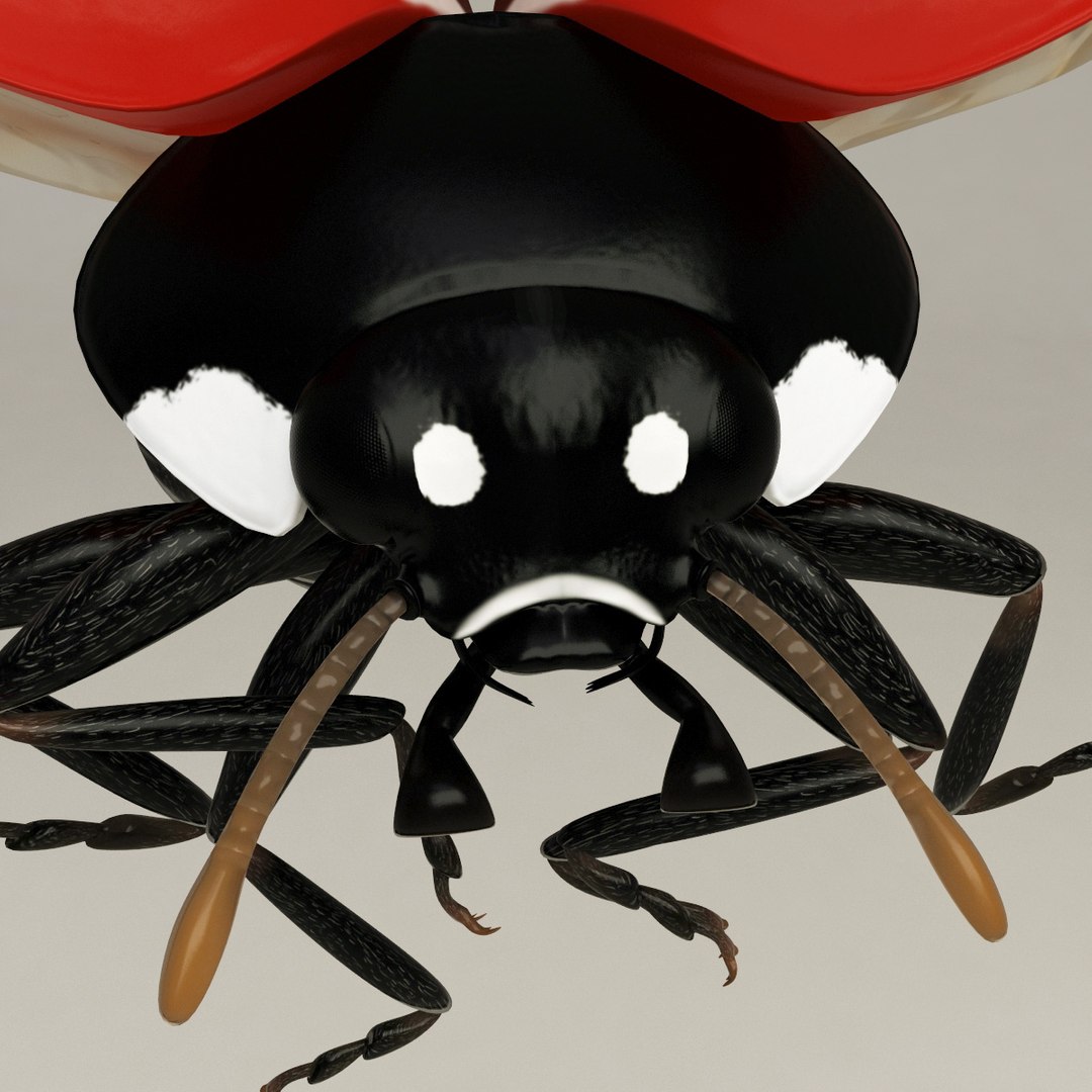 3d coccinella septempuctata ladybug model https://p.turbosquid.com/ts-thumb/aF/oDsiE2/Gf3bhZDF/coccinella_septempuctata_16/jpg/1307711732/1920x1080/fit_q87/5d1a57e65b68c845bac214f63c1337274afdbb25/coccinella_septempuctata_16.jpg