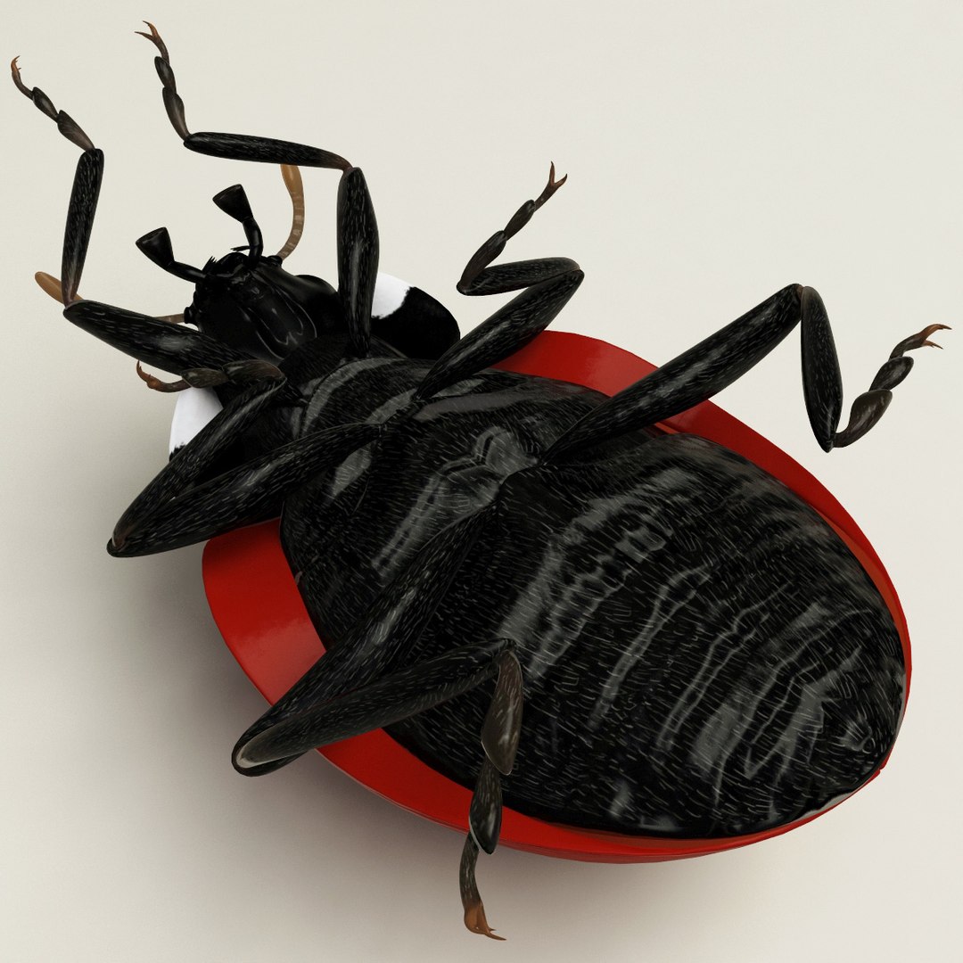 3d coccinella septempuctata ladybug model https://p.turbosquid.com/ts-thumb/aF/oDsiE2/JDaEaJNc/coccinella_septempuctata_42/jpg/1307711732/1920x1080/fit_q87/ec514f9056b00d8d9eae71957775244d2595e5eb/coccinella_septempuctata_42.jpg