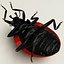Coccinella septempuctata (Ladybug)