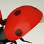 Coccinella septempuctata (Ladybug)