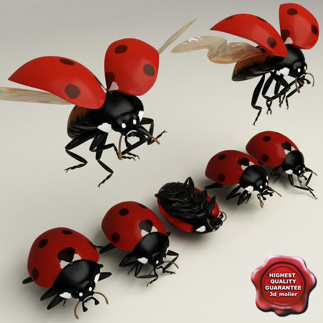 3d coccinella septempuctata ladybug model https://p.turbosquid.com/ts-thumb/aF/oDsiE2/JkTO4sHW/coccinella_septempuctata_01/jpg/1307711732/1920x1080/fit_q87/114f61c5e8c00651b3d134ea4fb9deb956d7f844/coccinella_septempuctata_01.jpg