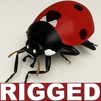 Coccinella septempuctata (Ladybug)