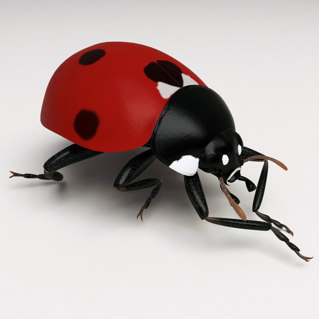 3d coccinella septempuctata ladybug model https://p.turbosquid.com/ts-thumb/aF/oDsiE2/UyUMfFlC/coccinella_septempuctata_40/jpg/1307711732/1920x1080/fit_q87/a1fe914c3d9a61535b2a047a5affeb5d549055e3/coccinella_septempuctata_40.jpg