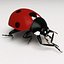 Coccinella septempuctata (Ladybug)