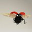 Coccinella septempuctata (Ladybug)