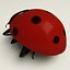 Coccinella septempuctata (Ladybug)