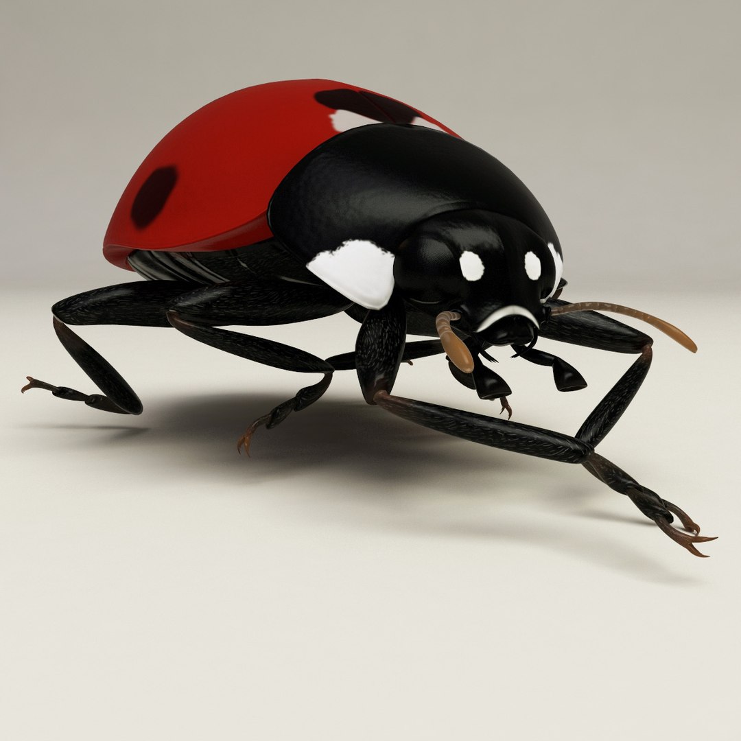 3d coccinella septempuctata ladybug model https://p.turbosquid.com/ts-thumb/aF/oDsiE2/fxS7FZMF/coccinella_septempuctata_41/jpg/1307711732/1920x1080/fit_q87/8b629c32d59c30e224fba21a9e27ed0cfff1968a/coccinella_septempuctata_41.jpg