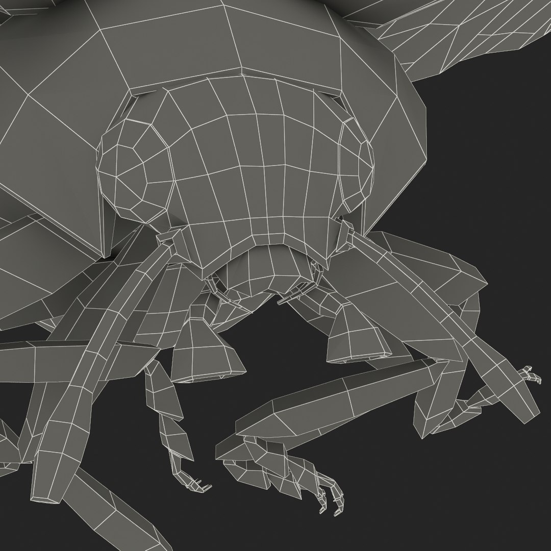 3d coccinella septempuctata ladybug model https://p.turbosquid.com/ts-thumb/aF/oDsiE2/k3CWBmzN/coccinella_septempuctata_47/jpg/1307711732/1920x1080/fit_q87/9f333a73323a03f542844b6b784d4e01cd752f5a/coccinella_septempuctata_47.jpg