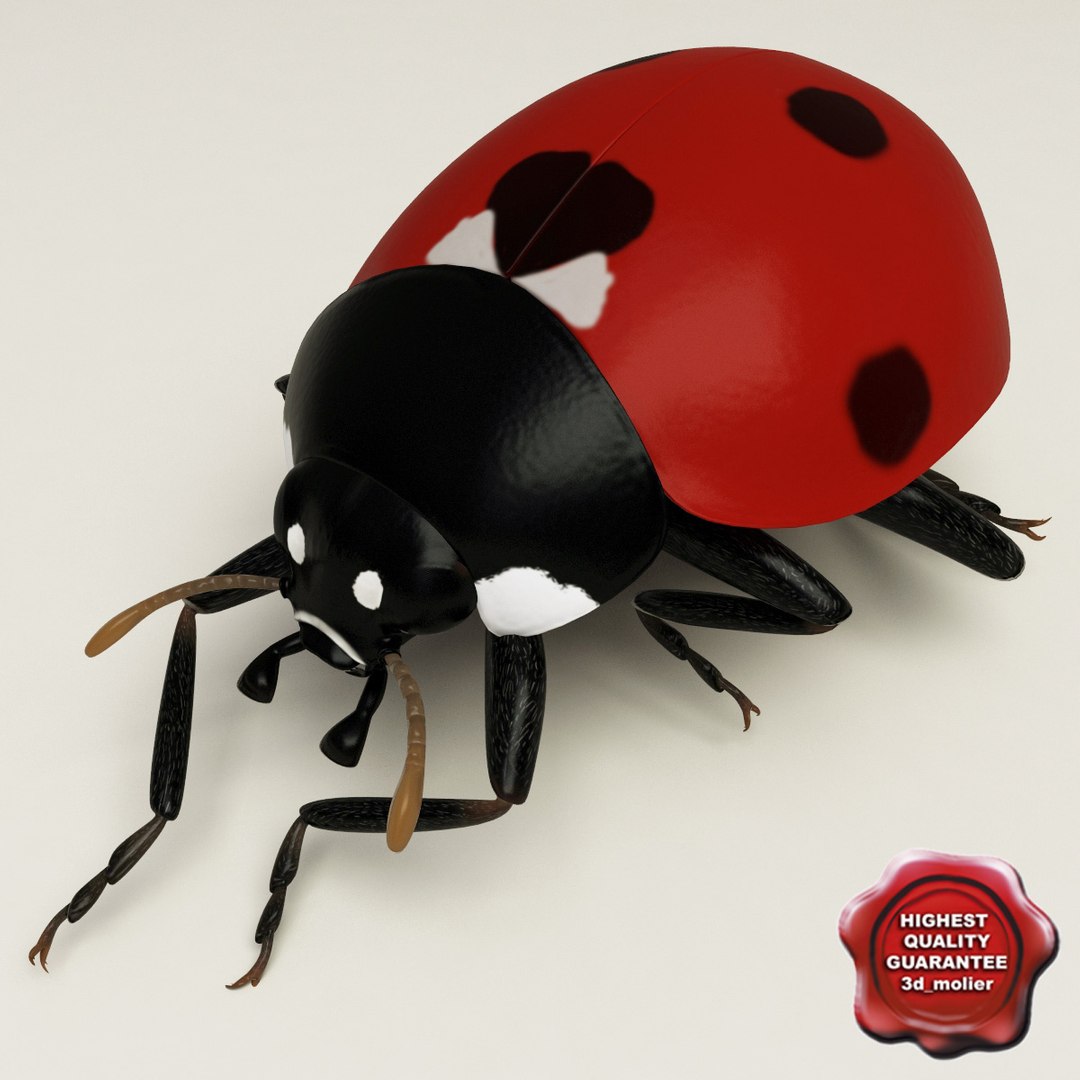 3d coccinella septempuctata ladybug model https://p.turbosquid.com/ts-thumb/aF/oDsiE2/kBNPoZP9/coccinella_septempuctata_39/jpg/1307711732/1920x1080/fit_q87/15d9e5474628ea5a7218356c4199fe8c194d6120/coccinella_septempuctata_39.jpg