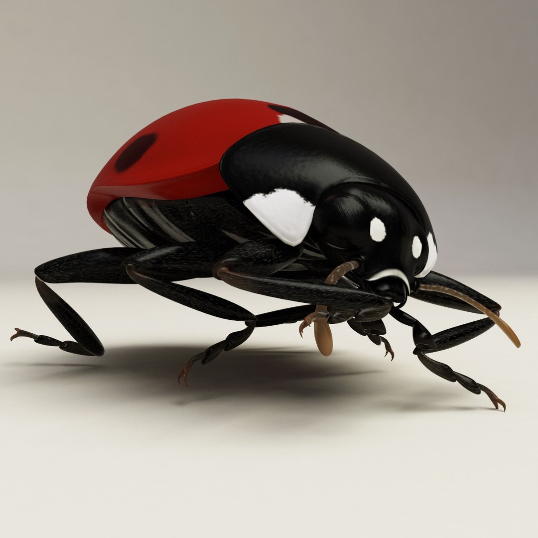 3d coccinella septempuctata ladybug model https://p.turbosquid.com/ts-thumb/aF/oDsiE2/nAq8U4FS/coccinella_septempuctata_33/jpg/1307711732/1920x1080/fit_q87/faecf619143e03f56c56635c41755dcd1f88beb9/coccinella_septempuctata_33.jpg
