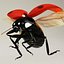 Coccinella septempuctata (Ladybug)