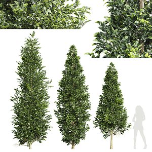 Carpinus Betulus-3 trees-vray max 3D