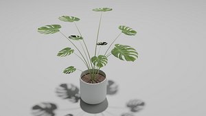3D Philodendron plant in a pot