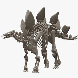 stegosaurus skeleton 3D