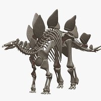 Stegosaurus Skeleton