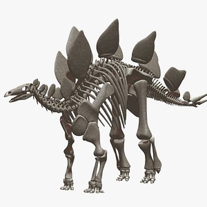 Stegosaurus Skeleton