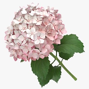 hydrangea pink - 3D