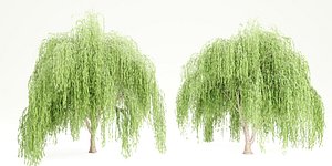 3D willow trees vol 7 model
