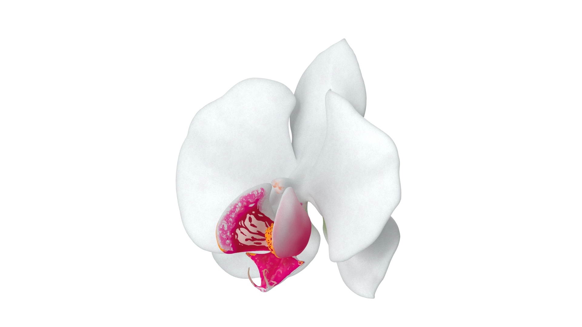 3D model Orchid Flower https://p.turbosquid.com/ts-thumb/aG/eHp5KJ/4P/orchid/jpg/1787043861/1920x1080/turn_fit_q99/ed3b2074d07808b4e4103a6de52e7a5297b09fca/orchid-1.jpg
