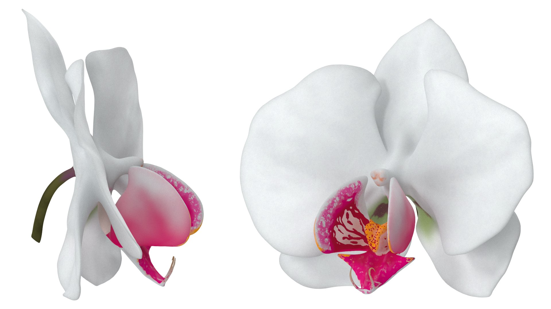 3D model Orchid Flower https://p.turbosquid.com/ts-thumb/aG/eHp5KJ/7p/1/jpg/1787044024/1920x1080/fit_q87/6540dec20f3cb2c25374188839f6e502c9d6ff7a/1.jpg