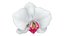 Orchid Flower