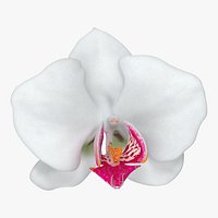 Orchid Flower