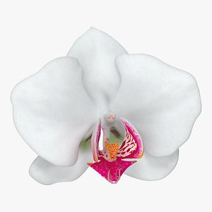 Orchid Flower