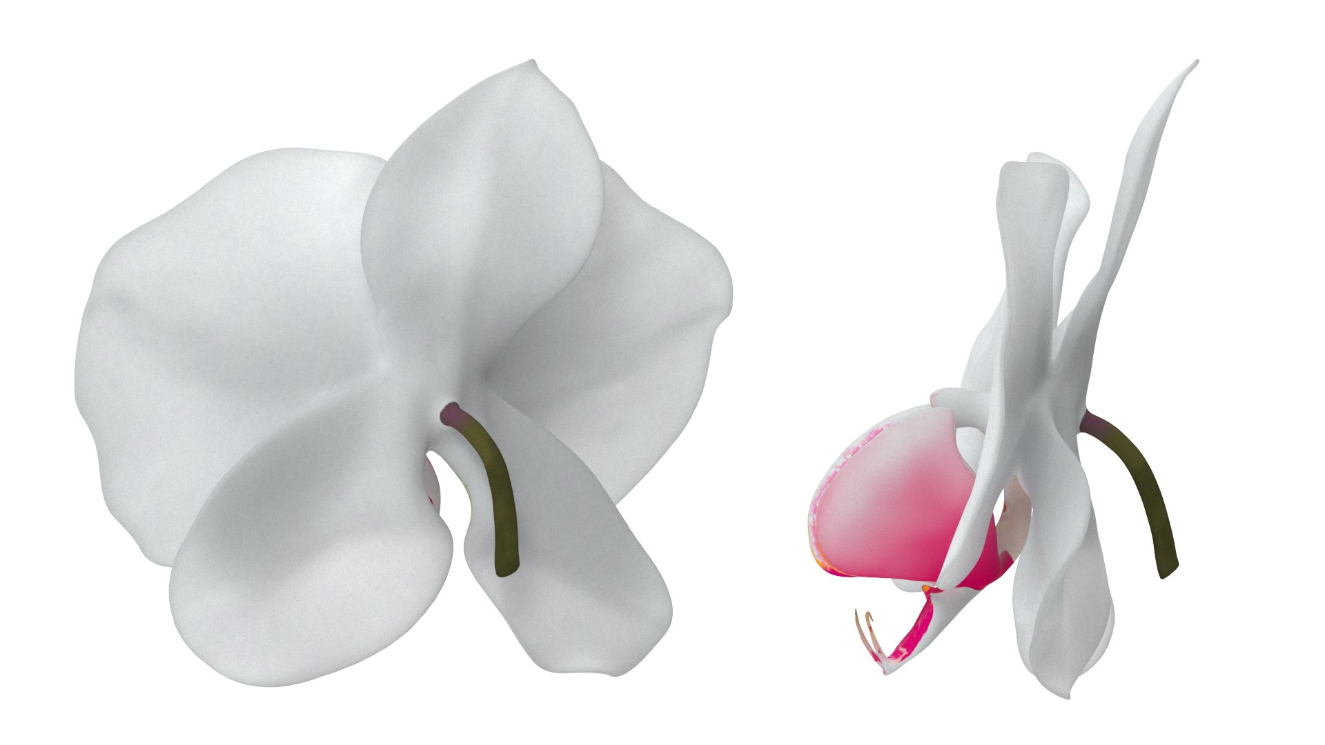 3D model Orchid Flower https://p.turbosquid.com/ts-thumb/aG/eHp5KJ/dt/2/jpg/1787044025/1920x1080/fit_q87/1fbba8c64def175a844a3c46c4cfc2b4411d3538/2.jpg