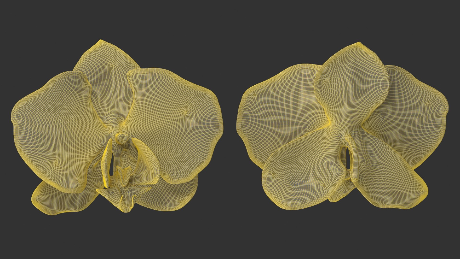 3D model Orchid Flower https://p.turbosquid.com/ts-thumb/aG/eHp5KJ/pw/wireframe/jpg/1785843728/1920x1080/fit_q87/8e9ed528ed8bbe3b606c78c4368871e9b8f28df3/wireframe.jpg