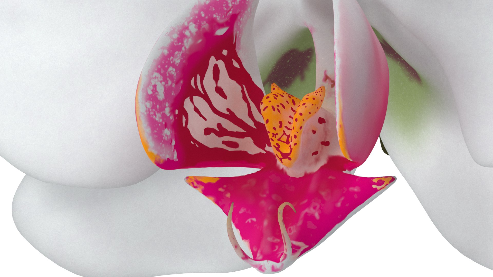 3D model Orchid Flower https://p.turbosquid.com/ts-thumb/aG/eHp5KJ/r8/4/jpg/1787044025/1920x1080/fit_q87/ffab66c05e42e9cead5fb1ea9aad830af767ae97/4.jpg