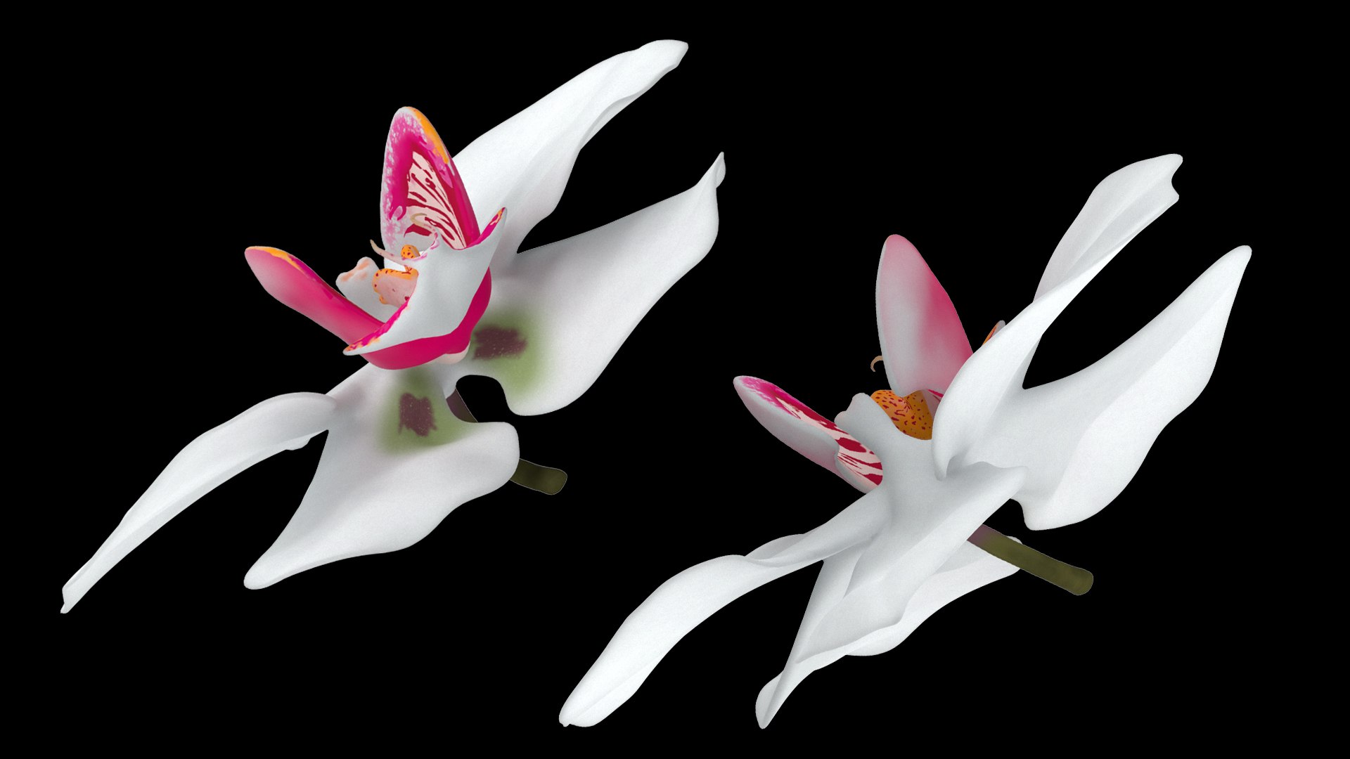 3D model Orchid Flower https://p.turbosquid.com/ts-thumb/aG/eHp5KJ/wJ/3/jpg/1787040691/1920x1080/fit_q87/26125aa2908ab5d890bded7b83cd290048a366cb/3.jpg