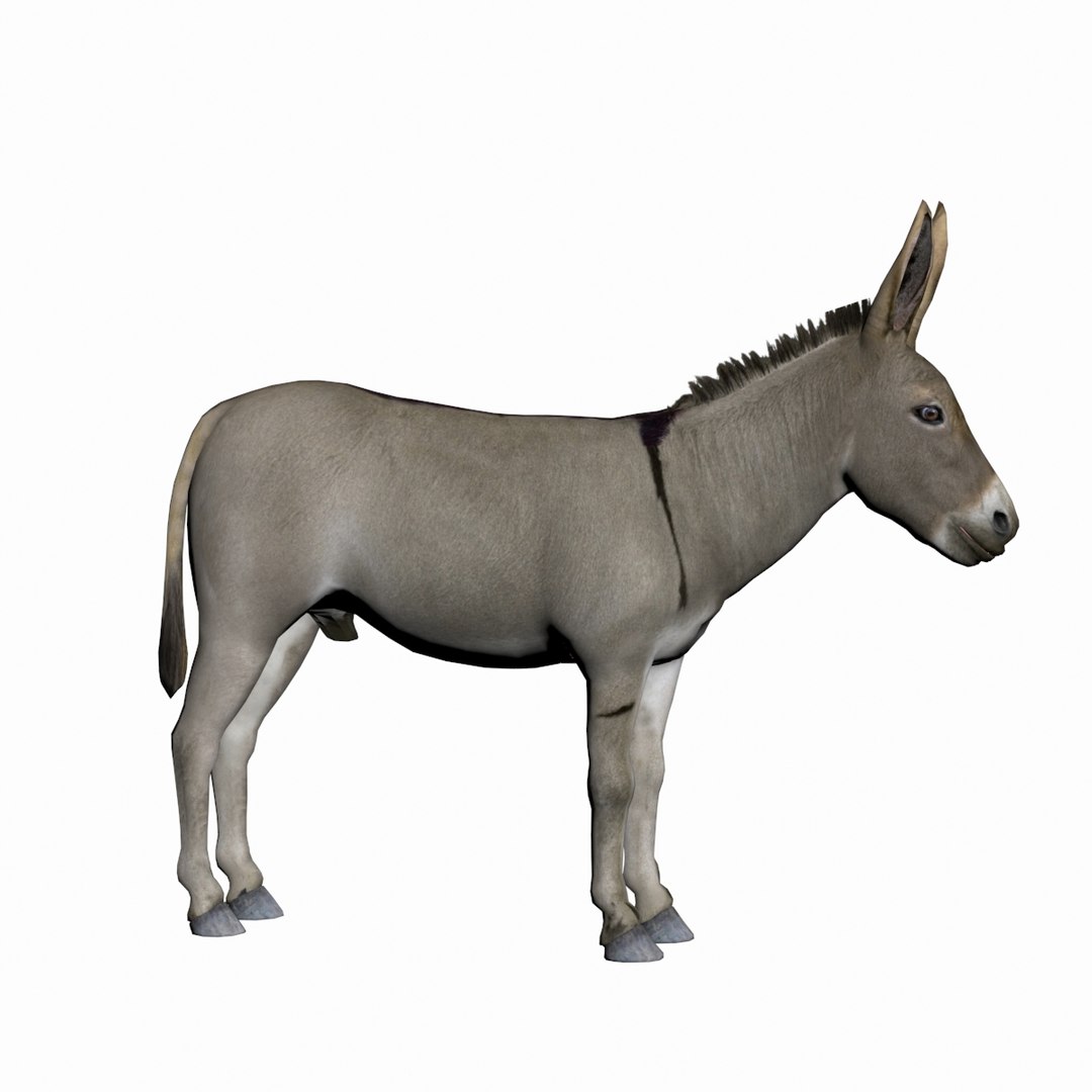 3D Donkey - TurboSquid 1763688