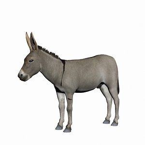 3D Donkey