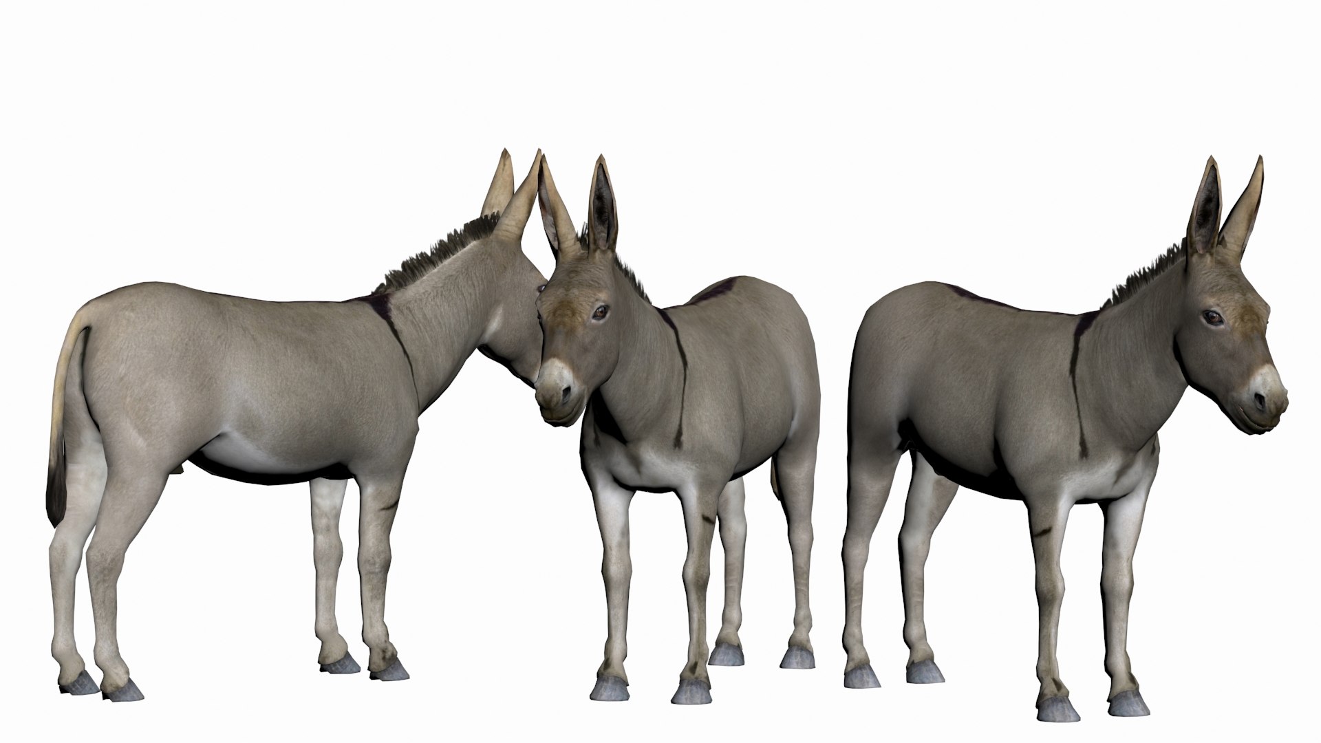 3D Donkey - TurboSquid 1763688