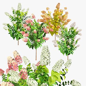4 Season Blooming Limelight Hydrangea