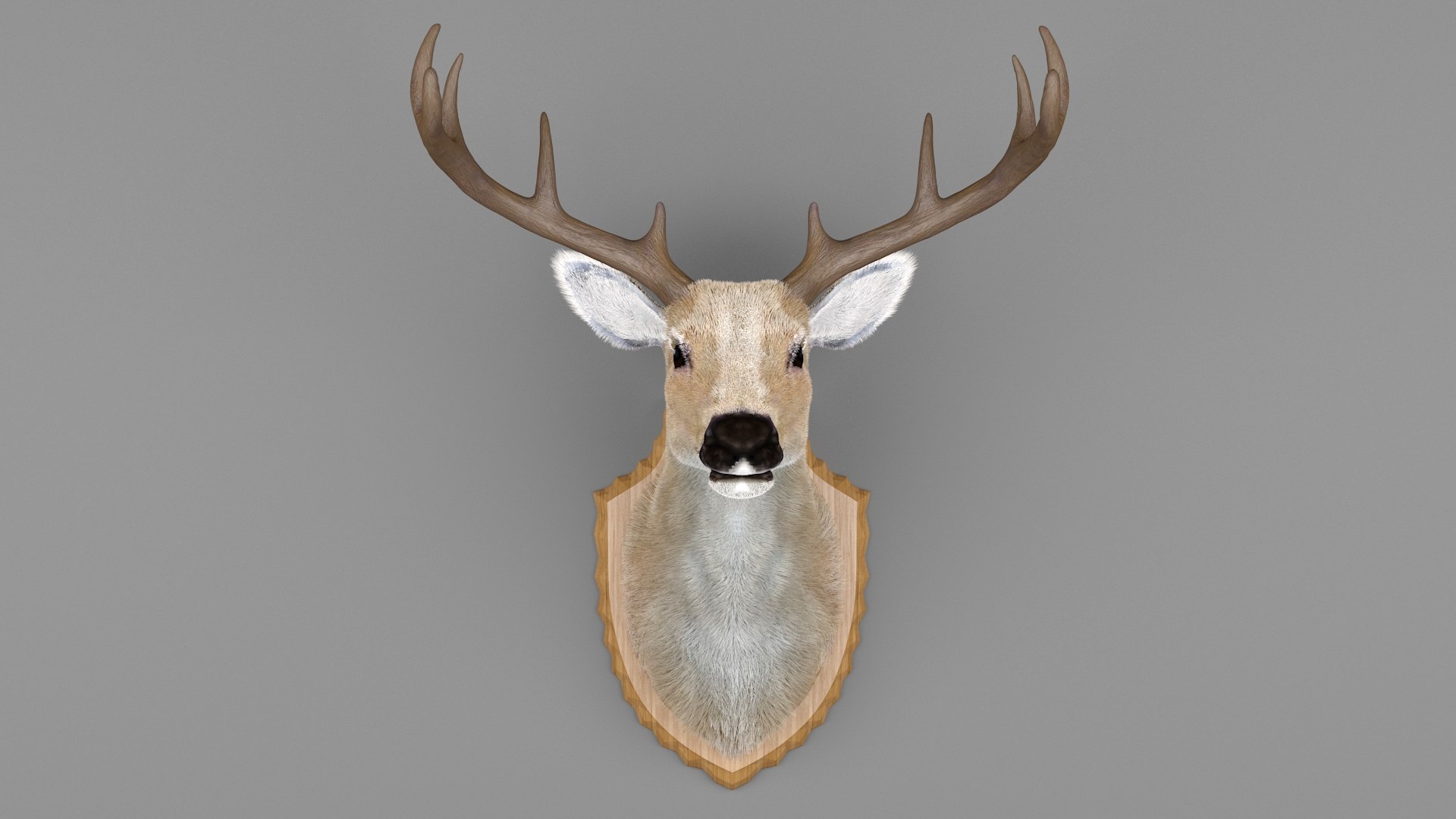3D model Sheep's Head and Deer's Head Bundle https://p.turbosquid.com/ts-thumb/aG/xMu7CX/Xx/44/jpg/1791443924/1920x1080/fit_q87/a1dba49f78b5803b12fa530d355fe2e5ee8e4fec/44.jpg