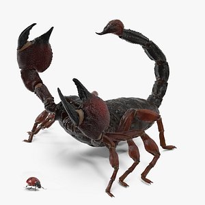 Hunting Scorpion Fur Animated Rigged for Maya 3D