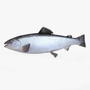 salmon fish animation 3d max