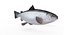 salmon fish animation 3d max