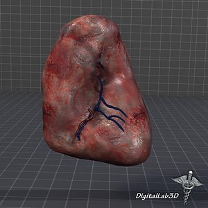 spleen medical animation 3d model