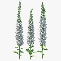 White Foxglove Plants Set