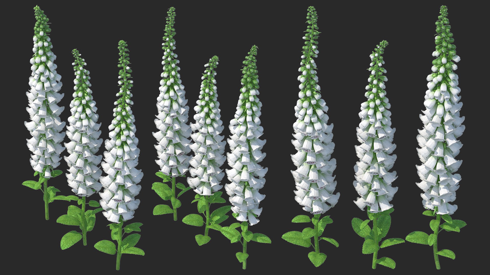 White Foxglove Plants Set 3D model preview