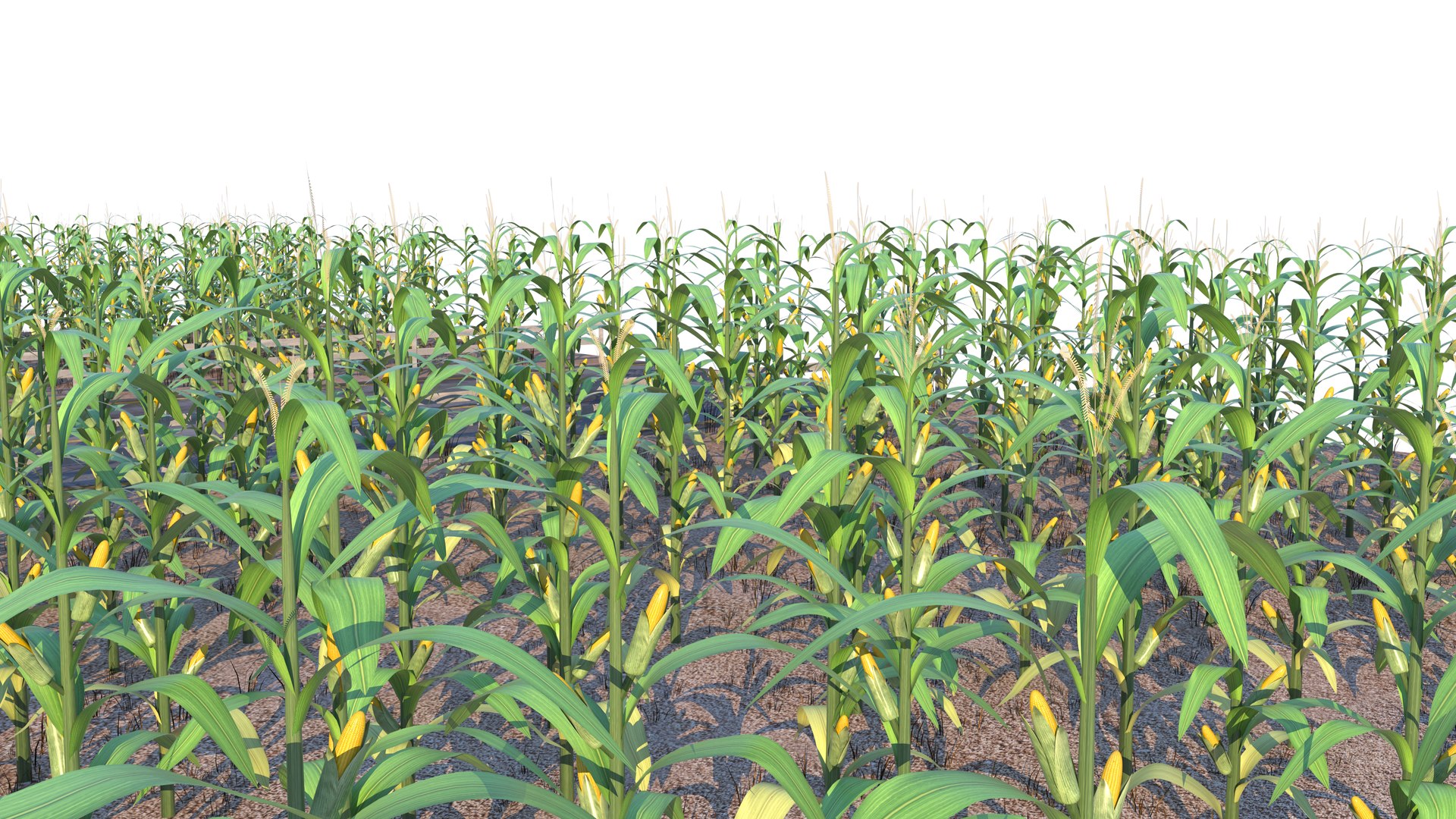 3D Cornfield Model - TurboSquid 2176441