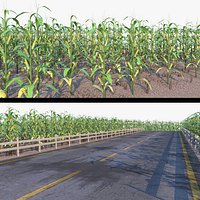 Cornfield