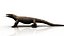 dragão de komodo